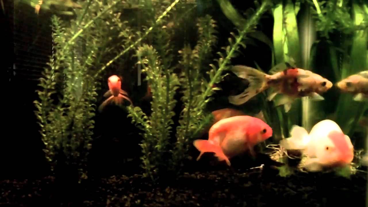 Ranchu Goldfish Buffalo Head Goldfish & Mr. Shubunkin YouTube