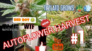 BUD ROT 🤢😱😢 + HARVESTING GREEN CRACK  AUTOFLOWER | #TEZLATO | GROWING CANNABIS INDOORS