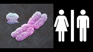 Why is the Y chromosome so short? Is it still shrinking?