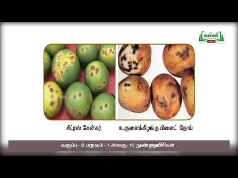 Class8|வகுப்பு8|அறிவியல்|நுண்ணுயிரிகள்  |அன்றாட வாழ்வில் நுண்ணுயிரிகள்|அலகு16 |பகுதி5|TM | KalviTV