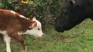 Bottle Calf Update!  Taking the Next Step