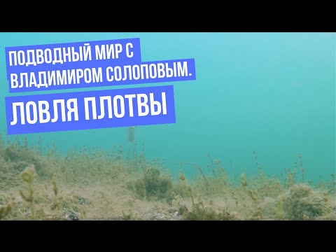 Ловля плотвы \ Подводный мир с Владимиром Солоповым