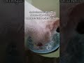 New Fave YOGURT SALMON Petmarra Catfood Catshorts Catvideos Cats Catlovers Cat Cutecat New Fave YOGURT SALMON Petmarra Catfood Catshorts Catvideos Cats Catlovers Cat Cutecat