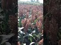 ya casi está listo el sorgo para la trilla