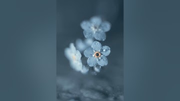 سورة غافر ، بصوت الشيخ اسامه الغانم...