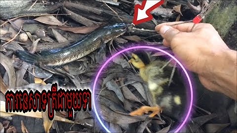 Khó Mấy Cũng Kéo Lên Được Câu Cá Lóc Bằng Vịt, ការនេសាទត្រីជាមួយទា