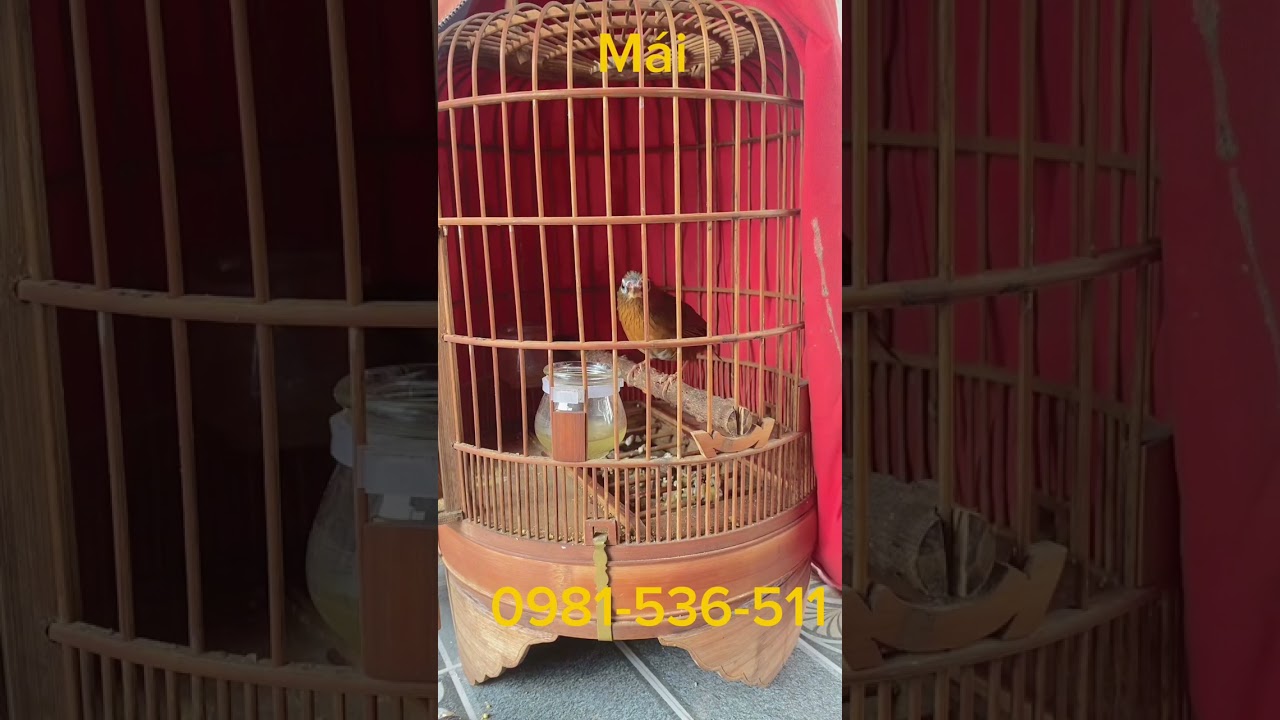 1/3 hoạ mi trống mái đã từng 30p trên cong ☎️ 0981-536-511