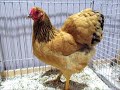 Zwerg Wyandotten Gelb Schwarzcolumbia Landesgeflügelschau BW 2026