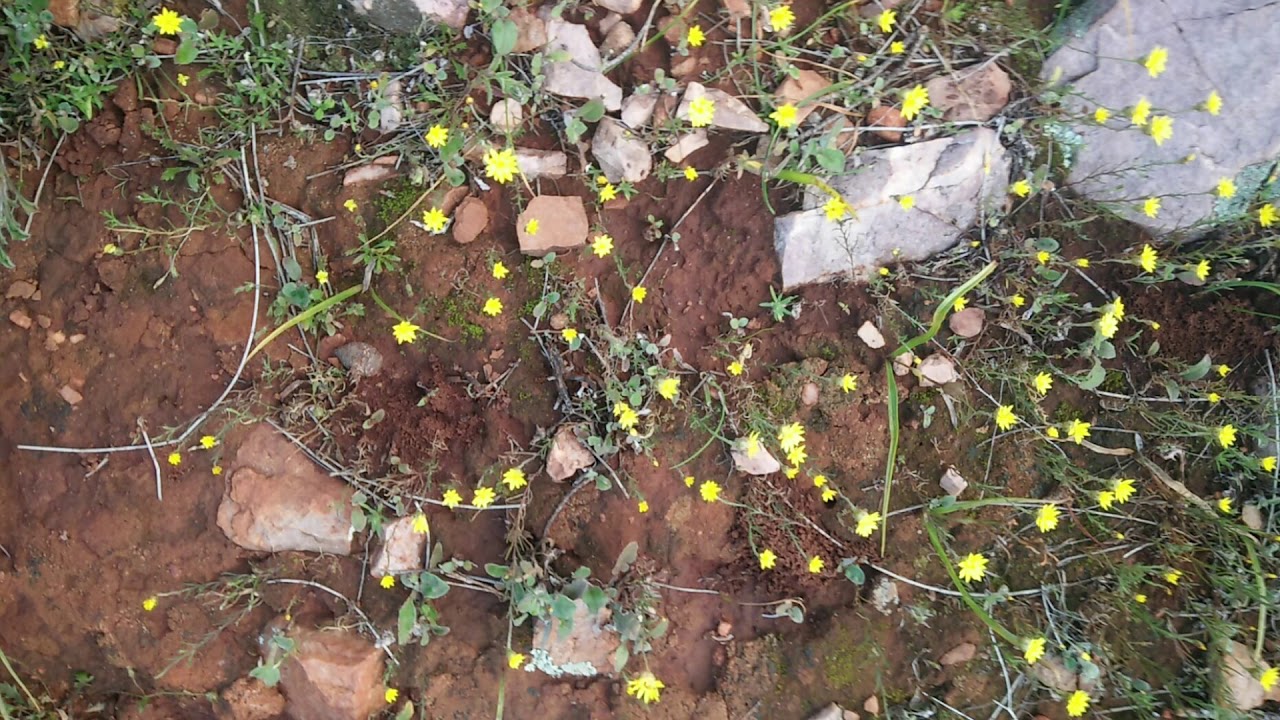 Mambray Creek Campground August 2020