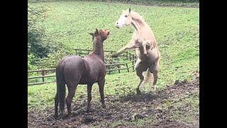 Checking on my dad&#39;s Horse&#39;s while he&#39;s away! (Very Funny!)