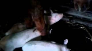 Misterul Zaharului Lipsa