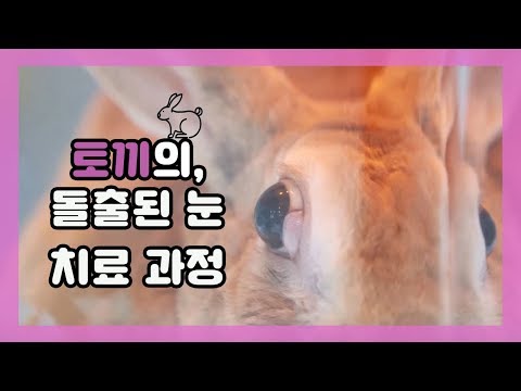 토끼의 돌출된 눈 치료 과정  [아크리스동물병원 (박천식 수의사)] - 펫칼리지