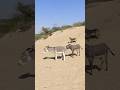 #Donkeys#animals#gadha#youtubeshorts