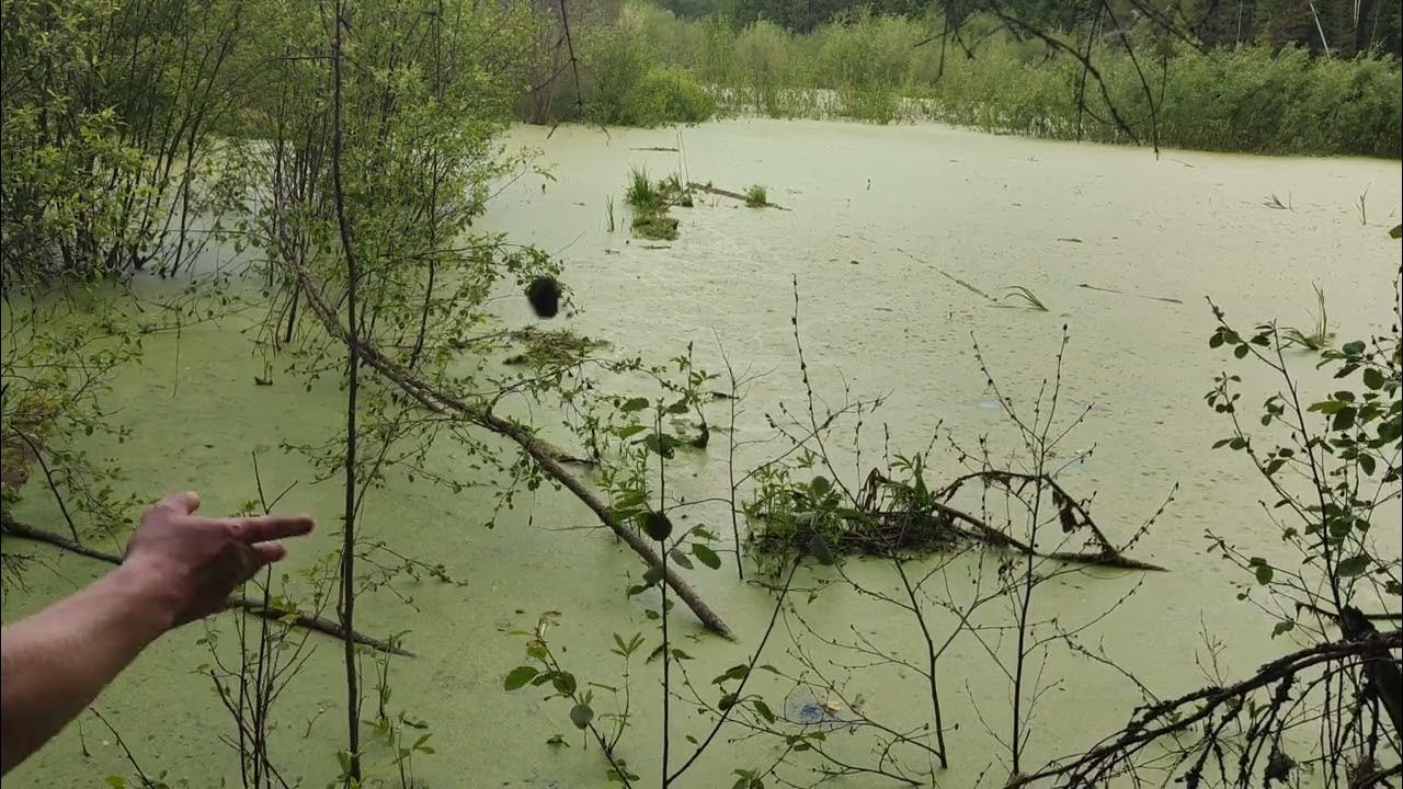 Прудовые рыбки. Прудик для карпов кои пластиковый. Водоем заселенный. Озеро селигер кувшинки. Водоем заселенный.