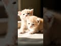 Baby cat #fypシ #animallovers