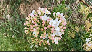 Gentle Natural ASMR 🕊️✨ My Peaceful Garden 🌸🌺 Birds Chirping (No Talking) @SparklyWhispersASMR
