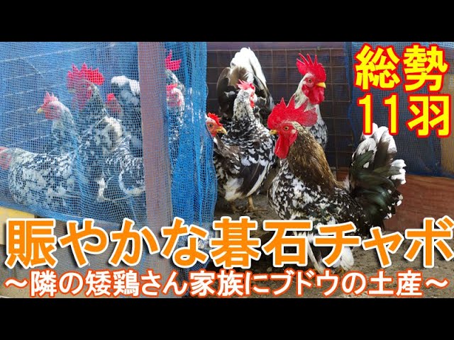 めのう細工額　矮鶏(チャボ)　　貴石画 矮鶏（ちゃぼ） | 新・古美術 高美堂（こうびどう） | 古美術
