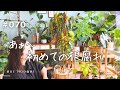 【初めての根腐れ】ポロポロ葉っぱが落ちる（Vlog/070）