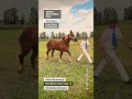 Cheval Boulonnais Nevada Du Frutil - Christophe Debruyne #shorts #Boulonnais #horse #cheval
