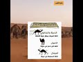 @badiat_arab  أنواع واسماء مشي الإبل