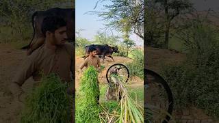Bull and tock gear #farming #bull #trending #2026