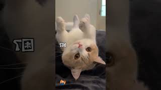 Top 5 World Cutest Cat's #cat #trending #cute #cutecat