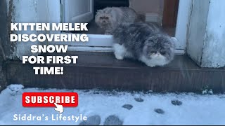 Can You Handle This Kitten Seeing Snow For The First Time?