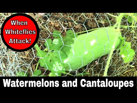 วีดีโอ: การดูแลแตงโมชาร์ลสตันเกรย์ - การปลูกแตงโมมรดกสืบทอดในสวน