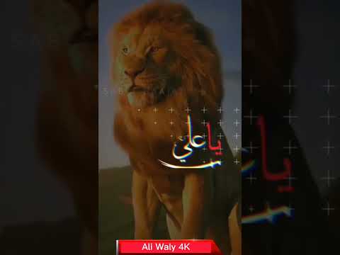 Shah e Mardan Ali whatsapp status -NFAK | Qawwali status | NFAK Shah e Mardan e Ali status