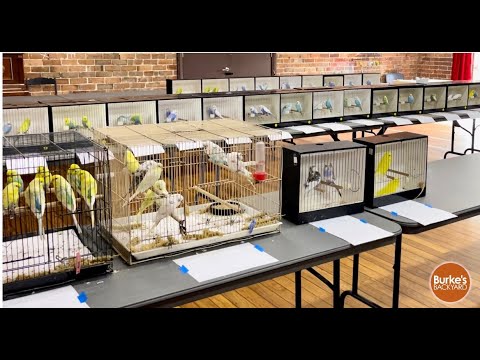 Australian Heritage Budgerigar