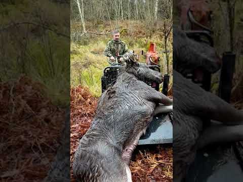 Video: Kā Izrotāt Kaviāra Sviestmaizes