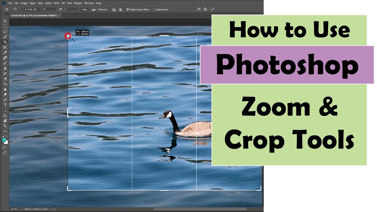 Photoshop Zoom and Crop Tools