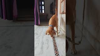 # dog comedy video# short video comedy # viral video#
