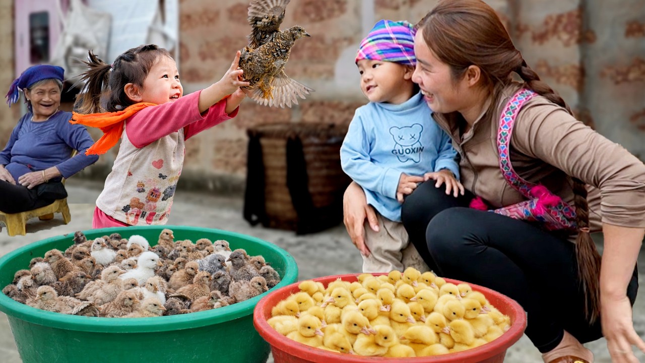 Wow! Tangkap Ikan Raksasa untuk Dijual di Pasar – Sambil Merawat Ayam dan Anak Bebek