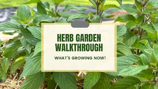 My Herb Garden Walkthrough: A Guide to What's Growing Now by Auyanna Plants 283 views 1 month ago 15 minutes
