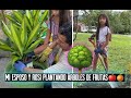 Rossi les muestra como plantar arboles de frutas con supapa