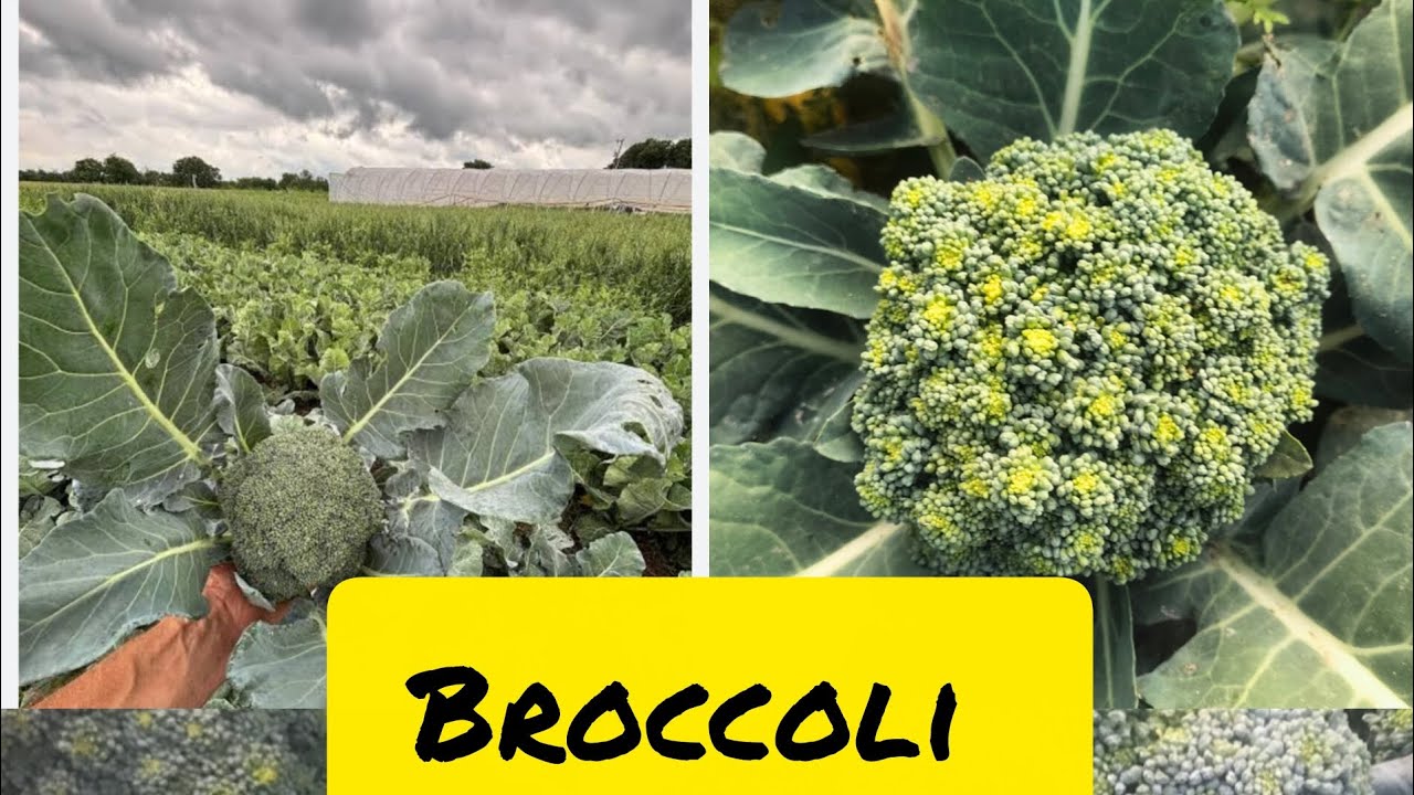 ब्रॉकली की खेती से संबंधित कुछ महत्वपूर्ण जानकारी# antioxidant Rich# horticulture# cruciferous