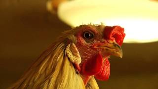 Dramatic Rooster - Original