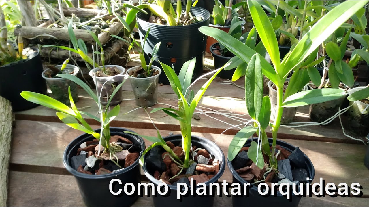 Como plantar dendrobium