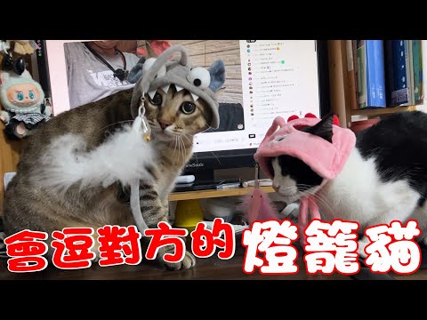貓咪小短篇-會逗對方的燈籠貓