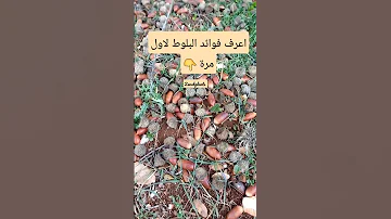 اعرف فوائد البلوط لاول مرة على قناة Zenahplants Shortsvideo 