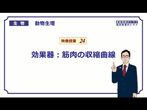 【高校生物】　動物生理24　効果器：筋肉の収縮曲線（２２分）