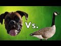 Brock the Boxer Dog: CHASING Canadian Geese!!