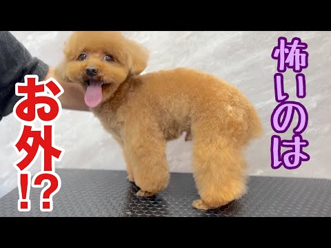トイプードルが怖いのはサロンでは無く外に出る事！？（プティーくん）