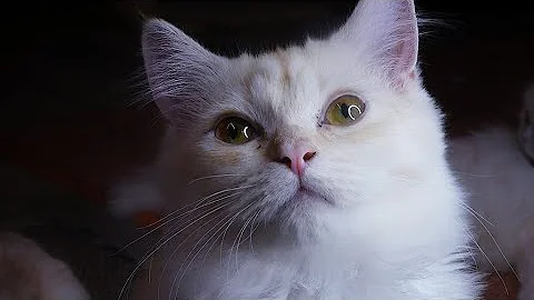 Video 11264071: kittens cutecat catlife catlover, catlovers kitten cats catlife, catlife cutecats funnycats catlove, cute kittens playing