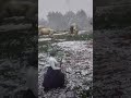                                     نجومي