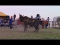 El Toro Mas Fulminante y Espectacular... EL DEMOLEDOR BOMBON de rancho los chivos