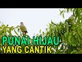 Burung Punai Hijau di Alam Liar | Wild Green Pigeon