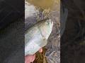 #steelhead #wisconsin #fishing #floatfishing #spring #river #trout