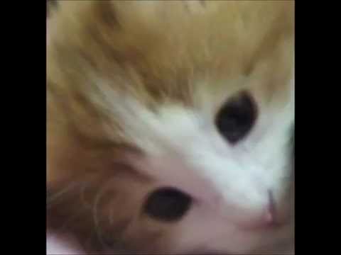 スローモーション～cover～